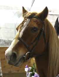 Happy:  Haflinger pony gelding; born 1997; 14 hands; dark chestnut