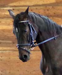 Mistress (SWB): (Master x Grundstein I)