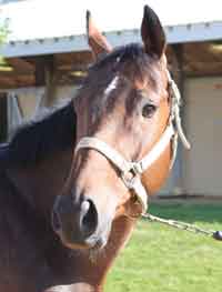Marshall (TB): (Musical Chairs x Miss Katie C by Deputy Minister); born 2010; 16 hands; dark bay