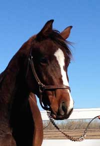 Sunshine (TB):  (Musical Chairs x Don't Tell Tina by Mazel Trick); born 2011; 15.2 hands; dark bay