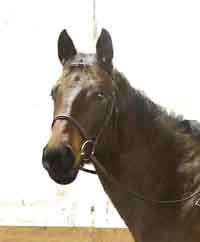 Surprise (TB): (Musical Chairs x Famous Bid by Cold Bid);  born 2011; 15.3 hands; dark bay